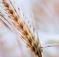 16 mai este Ziua Mondială a Bolii Celiace. Ce trebuie să știi despre această maladie sau intoleranța la gluten