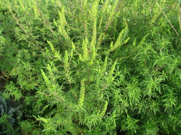 Începe sezonul ambroziei – un pericol pentru sănătatea oamenilor